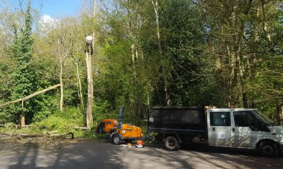 Bordon based tree surgeon crowning tree