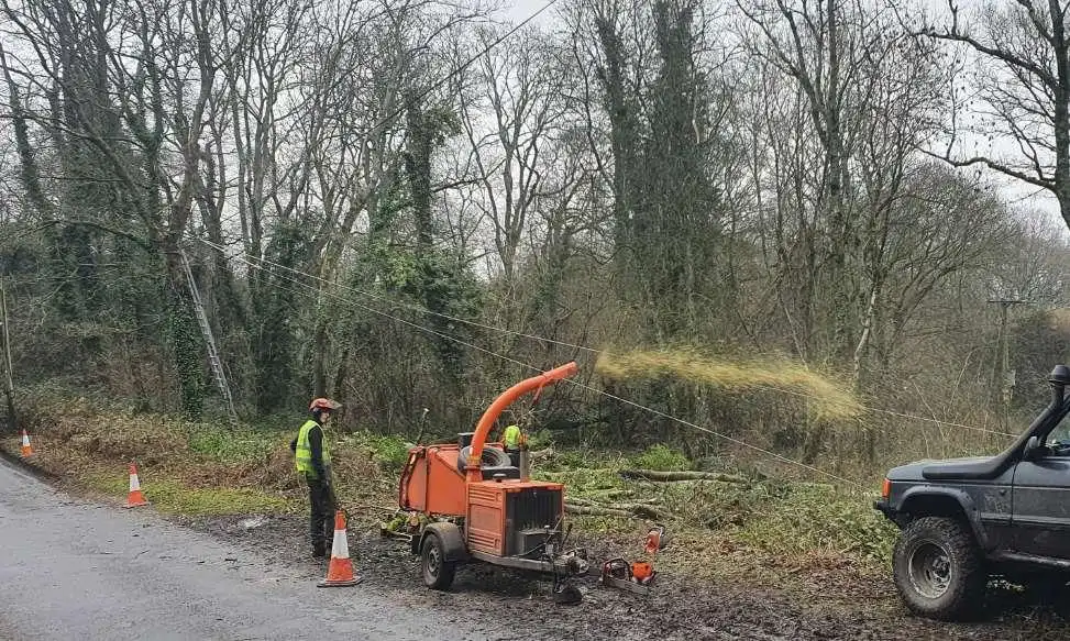 Bordon based Ash Dieback management tree surgery services