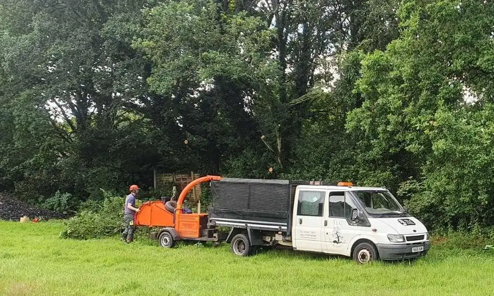 Crown Lifting Tree Surgery Image