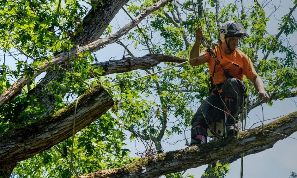 Crown Thinning and Cleaning Tree Surgery Image