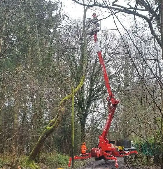 Our team of tree surgeons hard at work