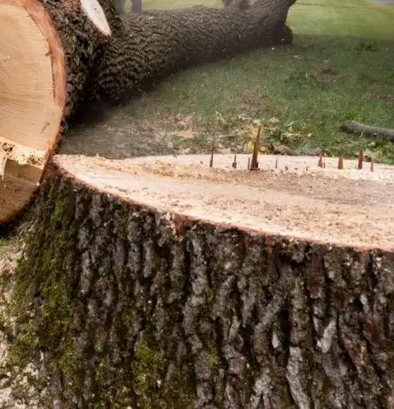 Our team of tree surgeons hard at work