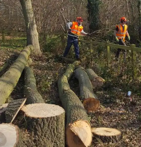 Our team of tree surgeons hard at work