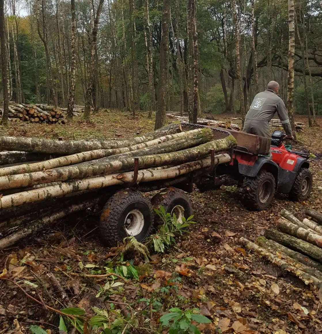 Our team of tree surgeons hard at work