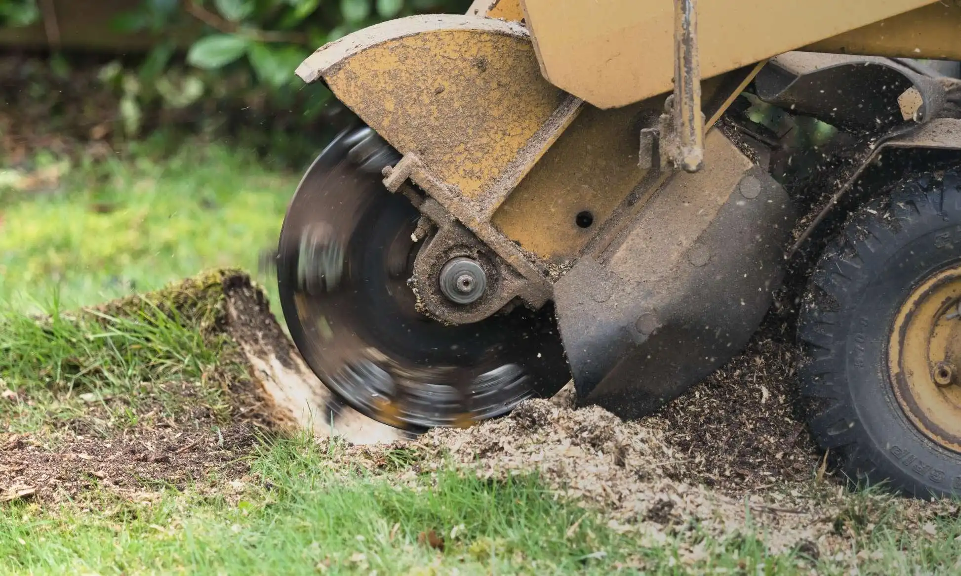 Bordon based tree stumpremoval services