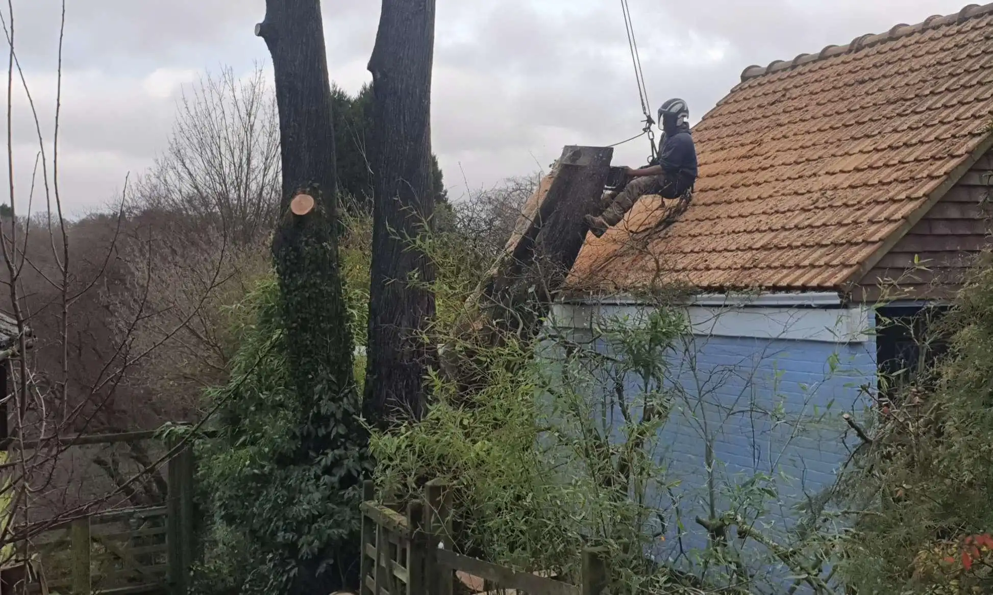 Bordon based tree felling and removal services