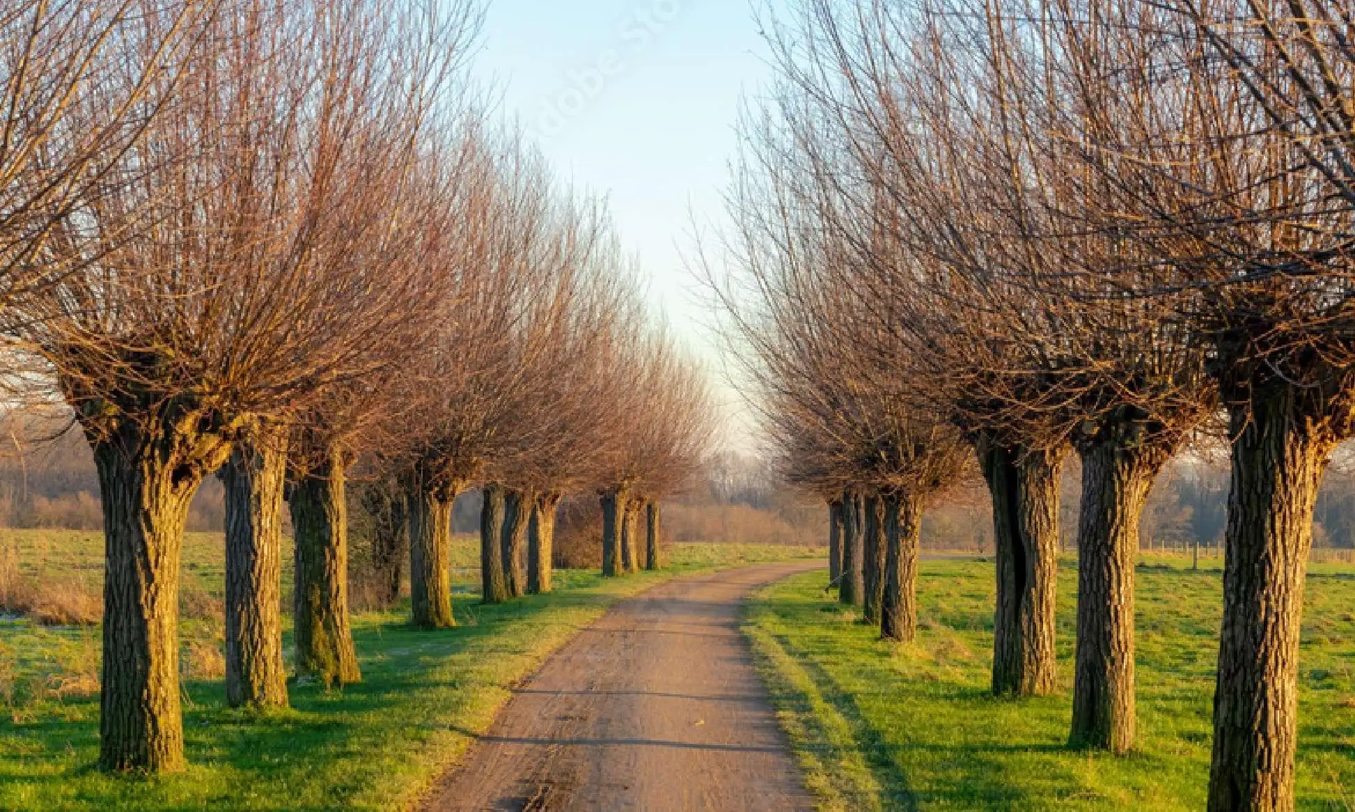 Bordon based tree pollarding services