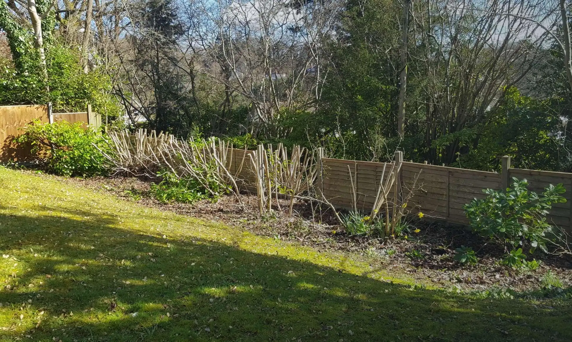 Bordon based tree and shrub maintenance services