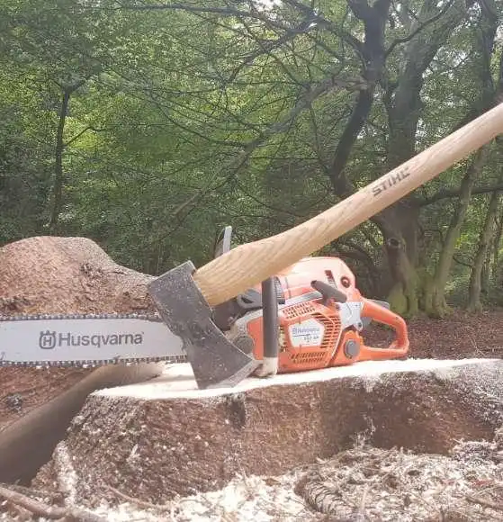 Our team of tree surgeons hard at work